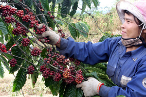 Vietnamese coffee exports set a new record