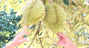 Viet Nam expects official export of durian to China