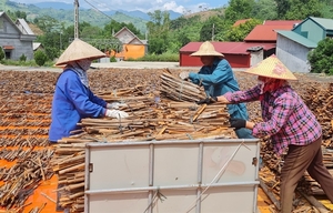 Lao Cai to develop sustainable cinnamon value chain
