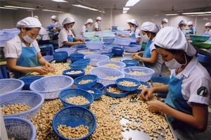 Vietnamese exporters face big losses in cashew nut scam