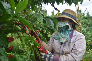 Improving coffee quality essential to expand EU exports
