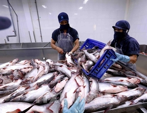 Good year forecast for tra fish exports