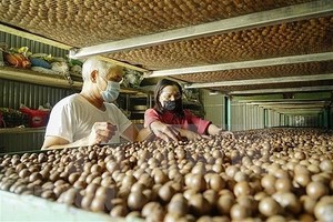 Viet Nam aims to be leading macadamia exporter in the world