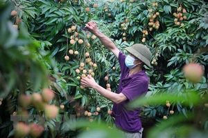 Enterprises expect strong growth in lychee exports