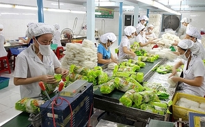Vietnamese rice noodles, glass noodles and pho noodles enter EU more easily