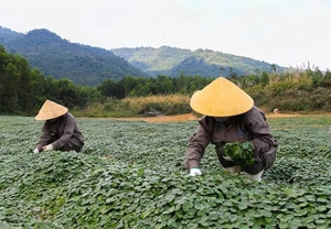 VN medicinal herbs have potential to expand in Japan
