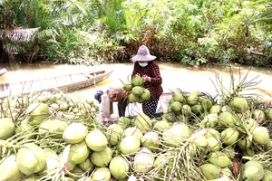 Mekong Delta provinces to help coconut farmers cope with plummeting prices