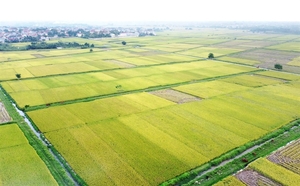 Room remains for Vietnamese rice exports to the UK