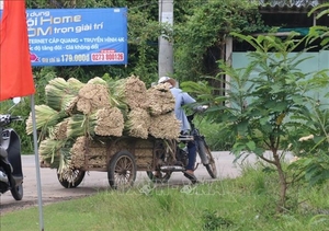 Lemongrass farmers benefitting from rising prices
