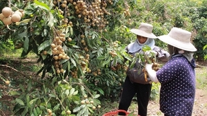 Bac Giang ships first batch of late-ripening longan to Australia