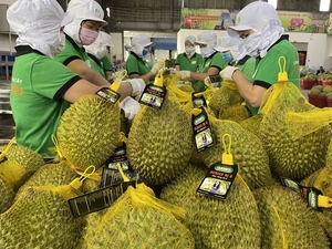 Long way to go for Vietnamese durian