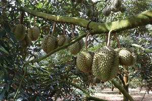 51 PUCs in Viet Nam eligible for shipment of durian to China