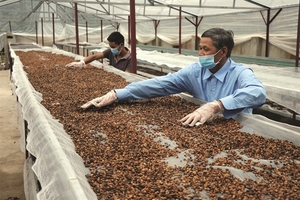 Viet Nam's coffee exports exceed the plan