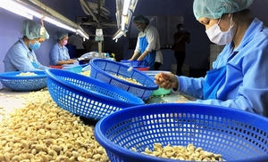 Cashew industry expects another tough year amid global demand slump, high raw material prices