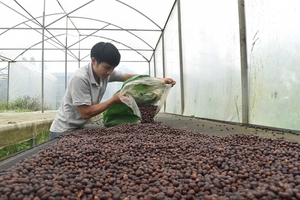 Coffee export struggles to exceed $4 bln this year