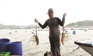 Recent slump in lobster exports to China raises need for switch to official export