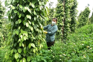 Việt Nam's pepper inventory for 2024 is estimated the lowest level