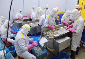 Ample room to develop Vietnamese clam exports