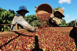 Low coffee prices dog coffee exporters