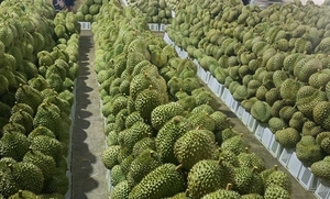 Durian prices hit record high as demand surges
