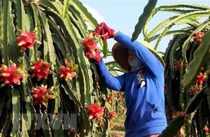 Dragon fruit prices triple after China resumed border trading