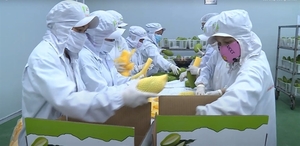 Work starts on $20m fruit processing plant in Dak Lak