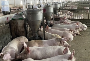 Live hog price drops to VND48,000 per kilo