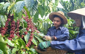 Coffee industry needs sustainable development to target $6b in exports by 2030