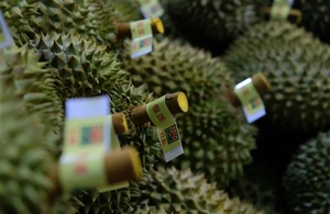 More Lam Dong durian farming areas’ traceability codes get China approval