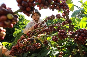 Coffee export could reach $4 billion as global prices remain at a high level