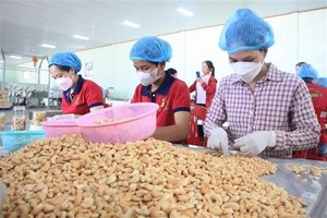 Binh Phuoc’s cashew nuts recognised as 5-star OCOP product