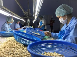 Cashew export target cut