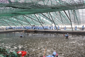 Bình Định looking for investors for high-tech agricultural zone on shrimp