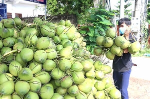 Domestic coconut price triples after US export news