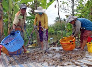 Cà Mau to host Shrimp Festival, OCOP Products Network Connection Forum