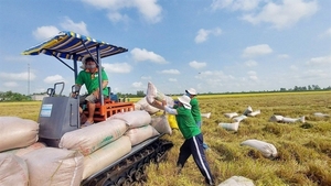 Viet Nam promotes rice exports until this year end, but ensures food security: MoIT