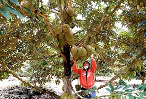 VN needs sustainable development in durian production, consumption
