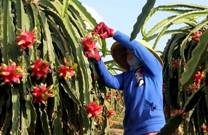 China is the largest export market of Vietnamese fruits and vegetables