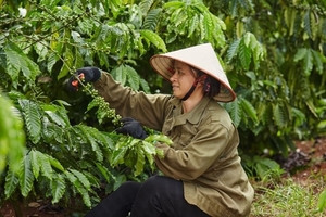 Nestlé ranked first in terms of coffee sustainability