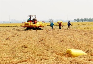 Low interest loan programme launched for high-quality rice cultivation