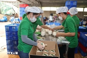 First batches of Việt Nam’s fresh coconuts enter China