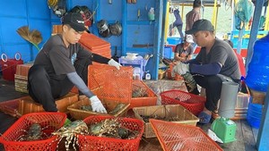 Việt Nam’s lobsters claw back prominence in China