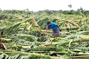 Damages caused by typhoon raise questions about agricultural insurance