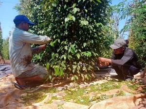 Việt Nam's pepper exports surpass $1 billion in first 10 months