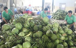 Fresh coconuts quenching new overseas markets