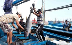 Tuna exports poised to hit $1 billion this year