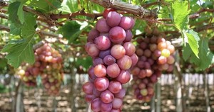 Ninh Thuận takes grape production to next level