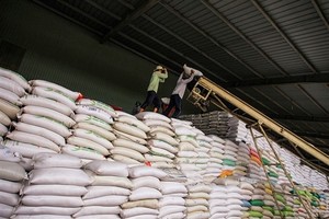 Việt Nam's rice exports to Senegal remain low compared to demand