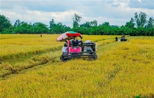 $375 mln fund to boost high-quality, low-carbon rice production