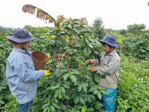 Coffee prices surge: a bittersweet brew for farmers and exporters